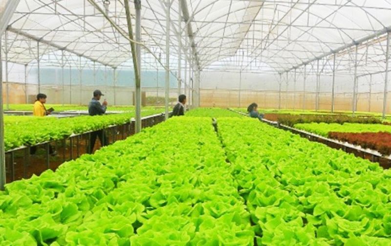 Cao tốc Bảo Lộc Liên Khương: Tiến độ và tác động đến bất động sản